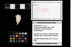 Foto (Objekt + Etikett) von Goniodromites bidentatus (Reuss, 1858)  (NHMW-GEO-2014-0194-0195)
